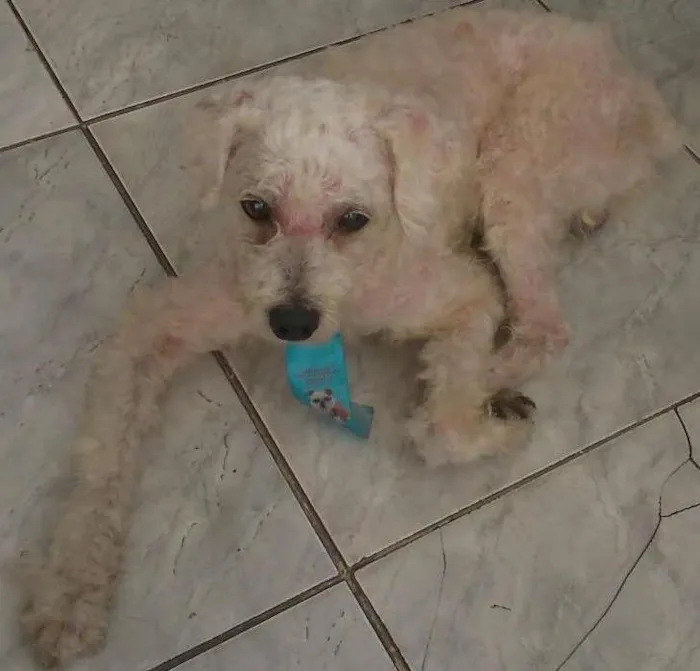 Cachorro ra a poodle idade 4 anos nome Mago