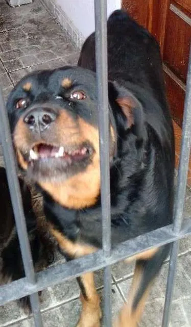 Cachorro ra a hotwailler idade 6 ou mais anos nome Lara