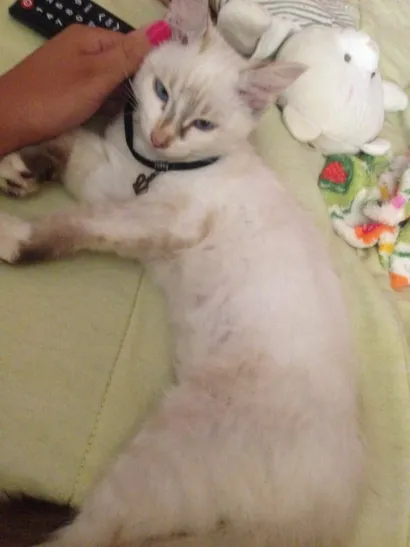 Gato raça Indefinida idade  nome Gatinha