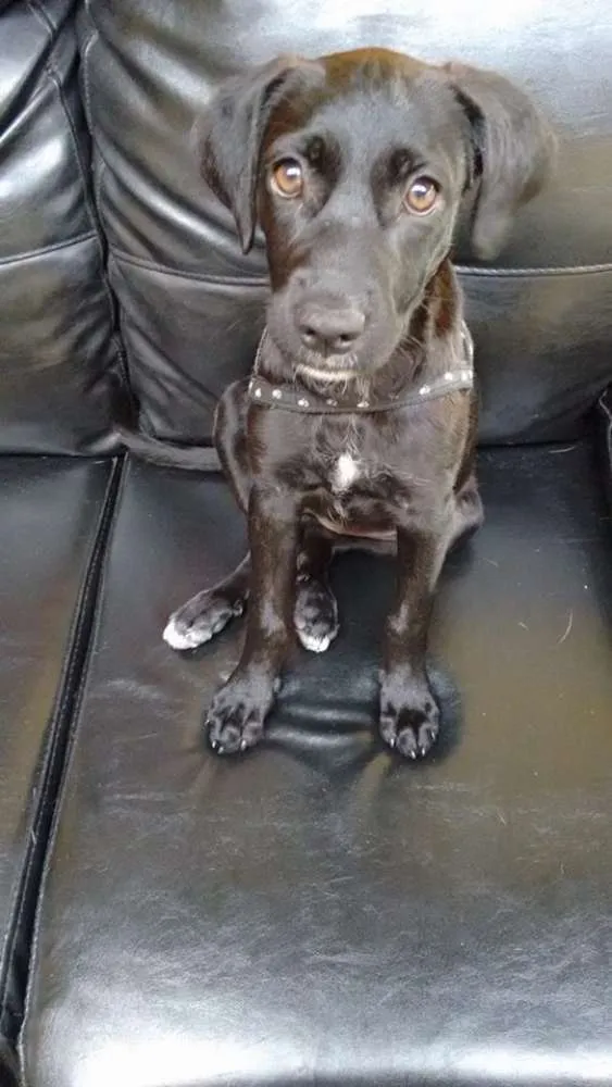 Cachorro ra a SRD idade 2 a 6 meses nome Nina
