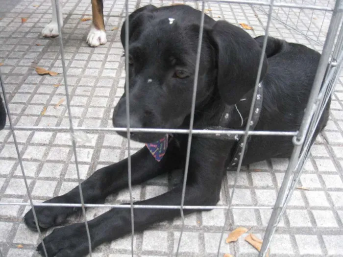 Cachorro ra a SRD idade 2 a 6 meses nome Nina
