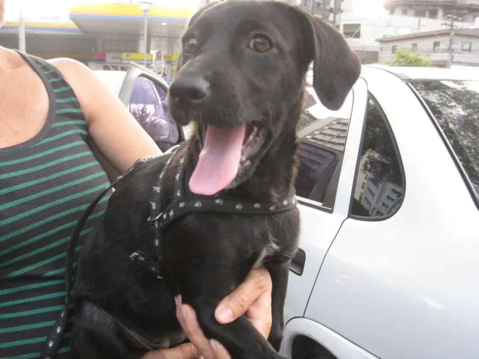 Cachorro ra a SRD idade 2 a 6 meses nome Nina