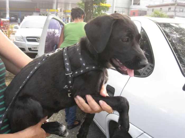 Cachorro ra a SRD idade 2 a 6 meses nome Nina