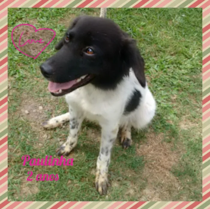 Cachorro ra a SRD idade 2 anos nome Paulinha