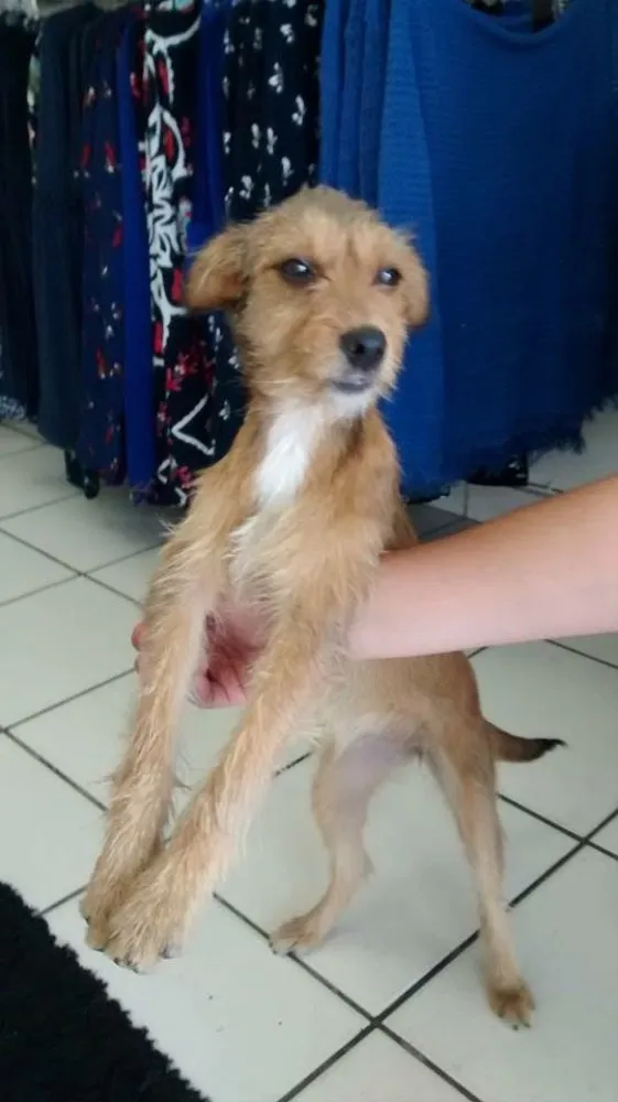 Cachorro ra a Indefinida idade 1 ano nome Sem nome