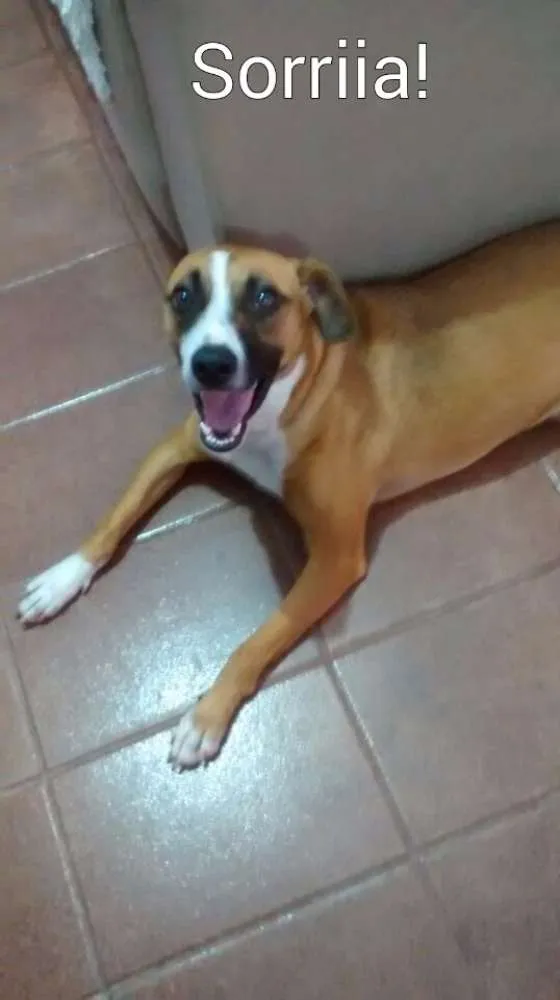 Cachorro ra a  idade  nome Luna