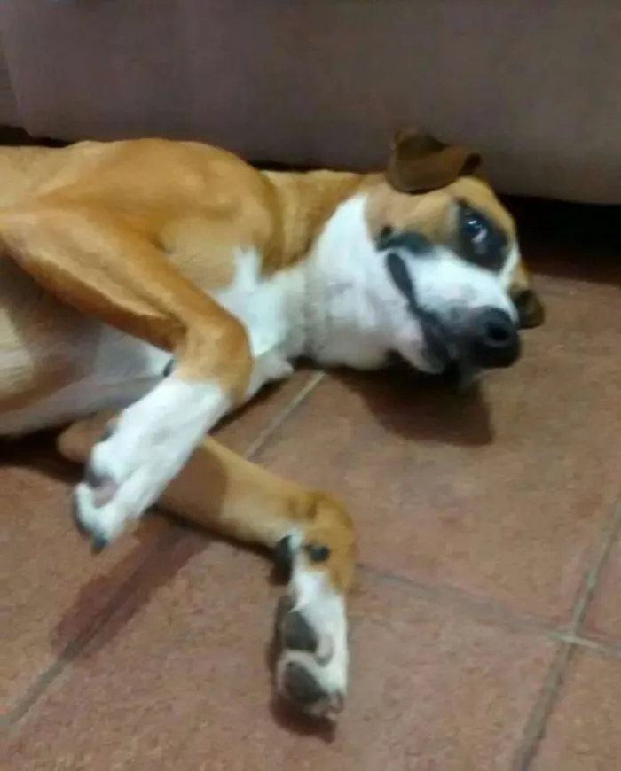 Cachorro ra a  idade  nome Luna
