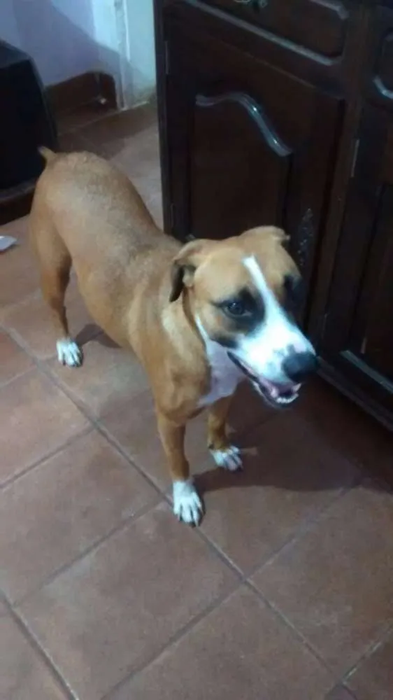 Cachorro ra a  idade  nome Luna