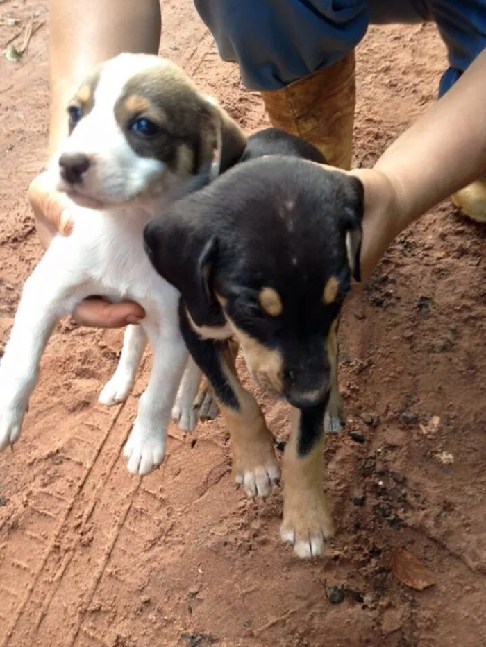 Gato ra a vira lata idade Abaixo de 2 meses nome Sem nome