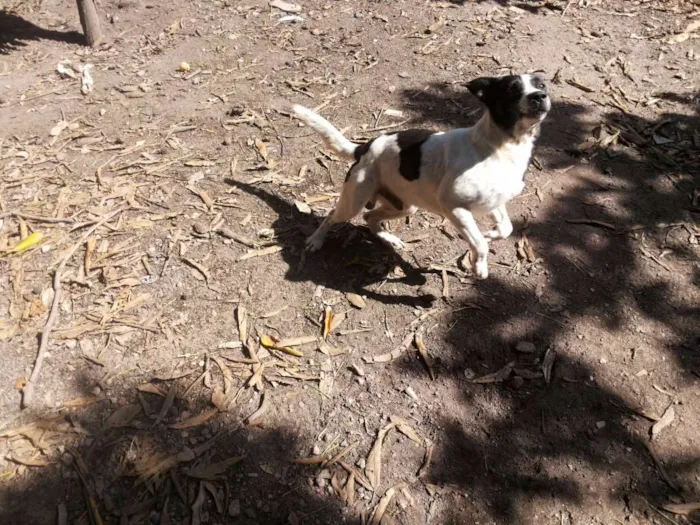 Cachorro raça SRD idade 2 anos nome Menino