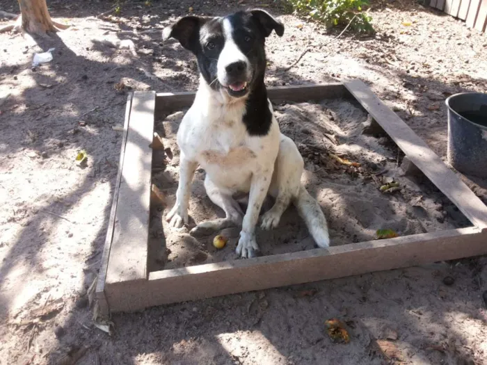 Cachorro raça SRD idade 2 anos nome Menino
