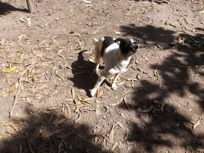 Cachorro raça SRD idade 2 anos nome Menino