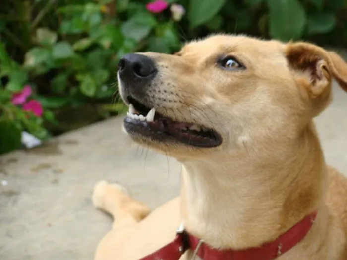 Cachorro ra a SRD idade 6 ou mais anos nome Aninha  GRATIFICA