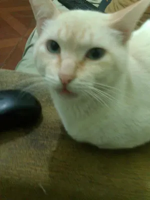 Gato raça desconhecido idade 3 anos nome branquinho