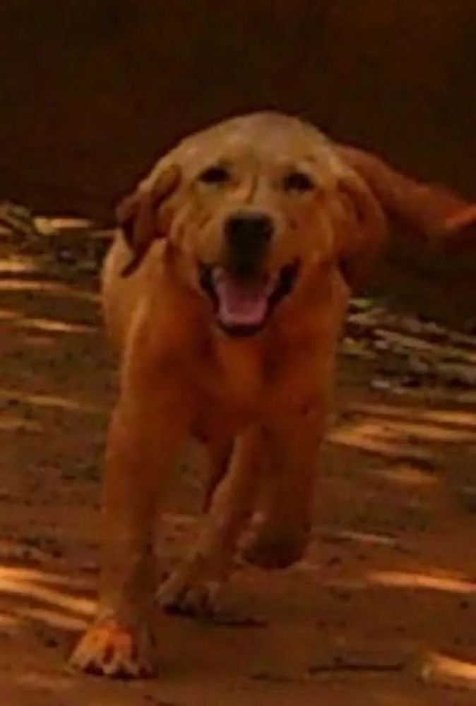 Cachorro ra a Labrador idade 1 ano nome BOY GRATIFICA