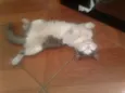 pintadinho
