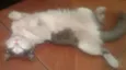 pintadinho