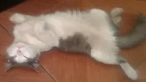 Gato raça  idade 7 a 11 meses nome pintadinho