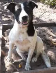 Menino
