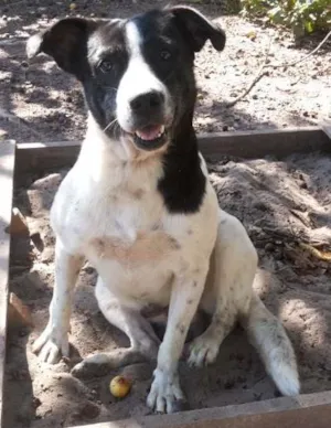 Cachorro raça SRD idade 2 anos nome Menino