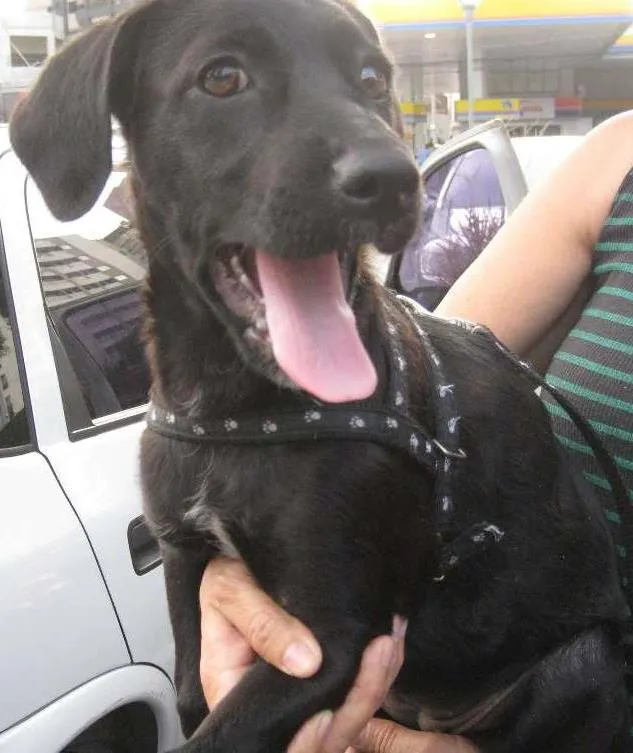 Cachorro ra a SRD idade 2 a 6 meses nome Nina