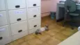 Não tem