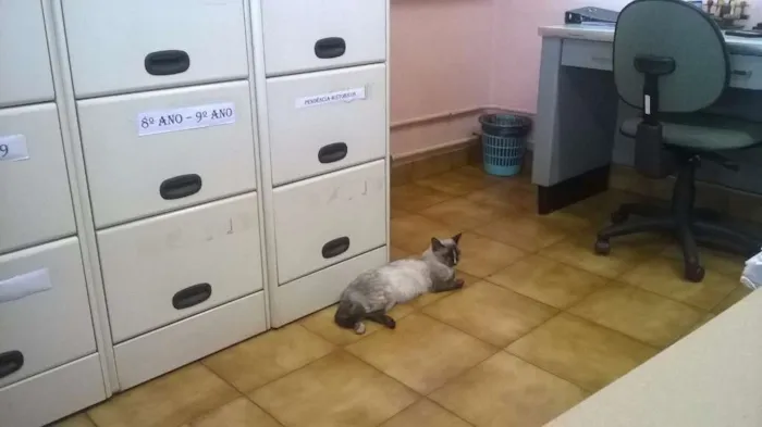 Gato ra a Siamês idade 7 a 11 meses nome Não tem