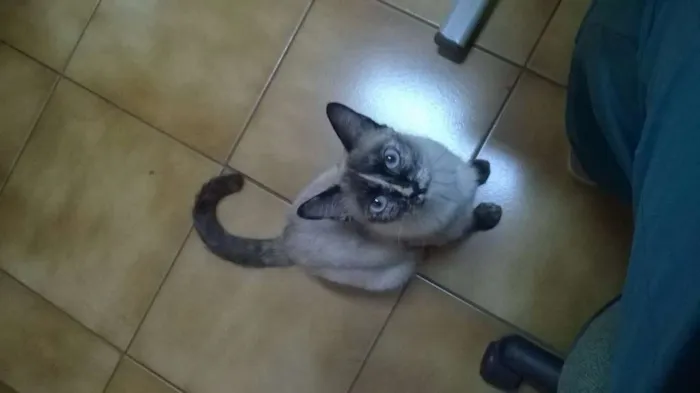Gato ra a Siamês idade 7 a 11 meses nome Não tem