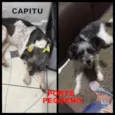 Capitu