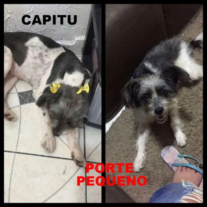 Cachorro ra a SRD idade 7 a 11 meses nome Capitu