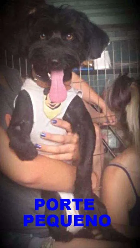 Cachorro ra a SRD idade 1 ano nome Theo