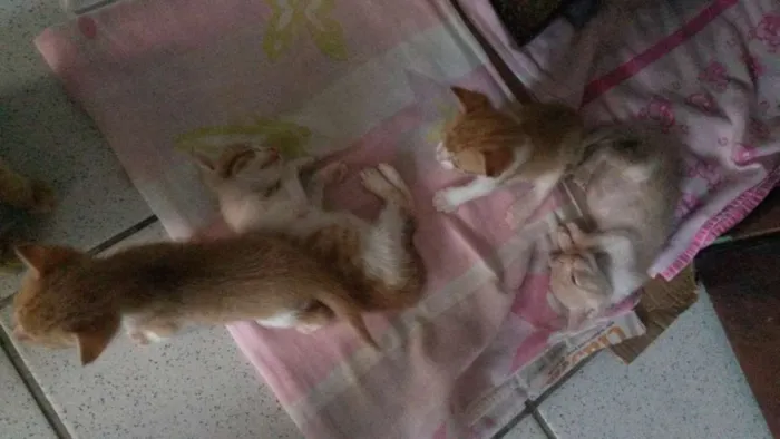 Gato raça  idade Abaixo de 2 meses nome Nãoo tem nome