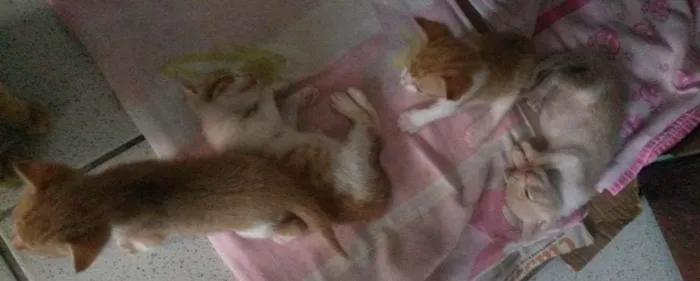 Gato raça  idade Abaixo de 2 meses nome Nãoo tem nome