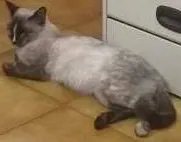 Gato ra a Siamês idade 7 a 11 meses nome Não tem