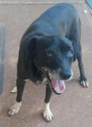 Cachorro raça SRD idade 7 a 11 meses nome Neguinho 