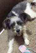 Capitu