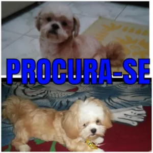 Cachorro raça Lhasa apso idade 3 anos nome Will