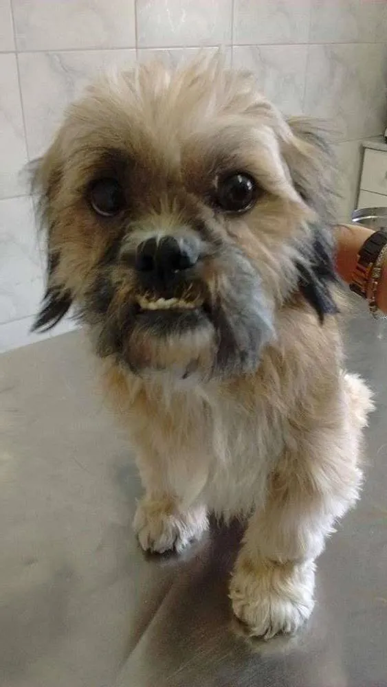 Cachorro ra a Lhasa Apso idade 3 anos nome Lili