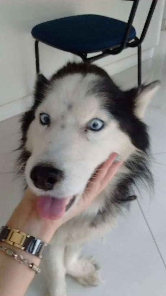 Cachorro ra a Husky Siberiano idade 6 ou mais anos nome Panda