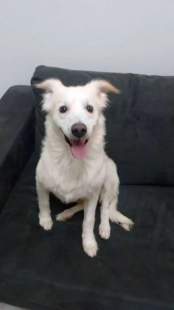 Cachorro ra a SRD idade 2 anos nome Nina White