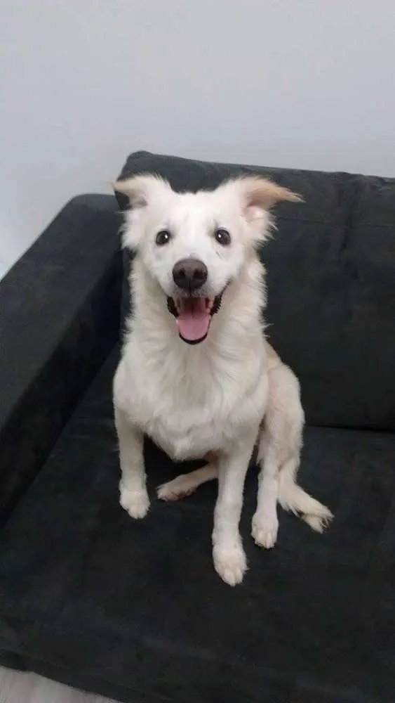 Cachorro ra a SRD idade 2 anos nome Nina White