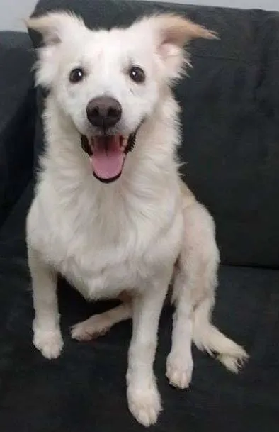 Cachorro ra a SRD idade 2 anos nome Nina White