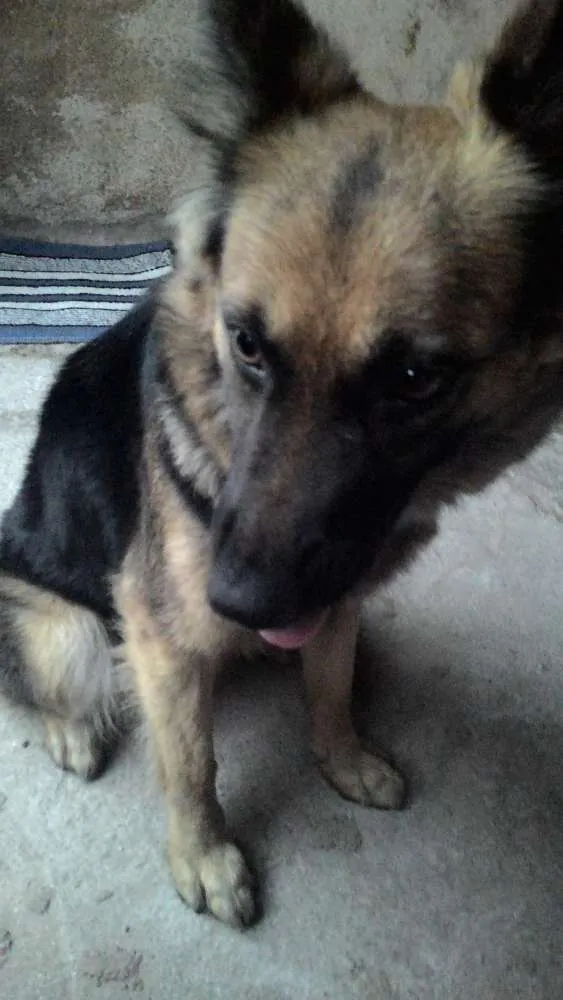 Cachorro ra a Mistura com pastor alemão idade 1 ano nome Mily