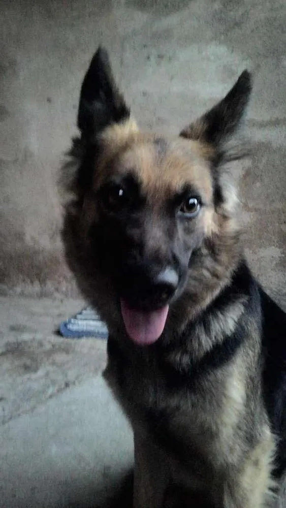Cachorro ra a Mistura com pastor alemão idade 1 ano nome Mily
