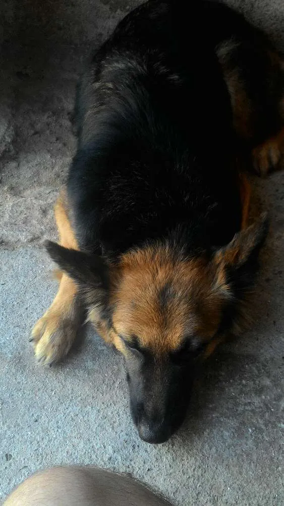 Cachorro ra a Mistura com pastor alemão idade 1 ano nome Mily