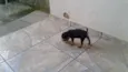 pepa, marley,e pepita