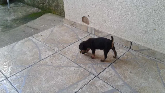 Cachorro ra a  idade Abaixo de 2 meses nome pepa, marley,e pepita