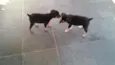 pepa, marley,e pepita