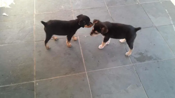 Cachorro ra a  idade Abaixo de 2 meses nome pepa, marley,e pepita