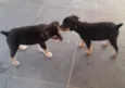 pepa, marley,e pepita
